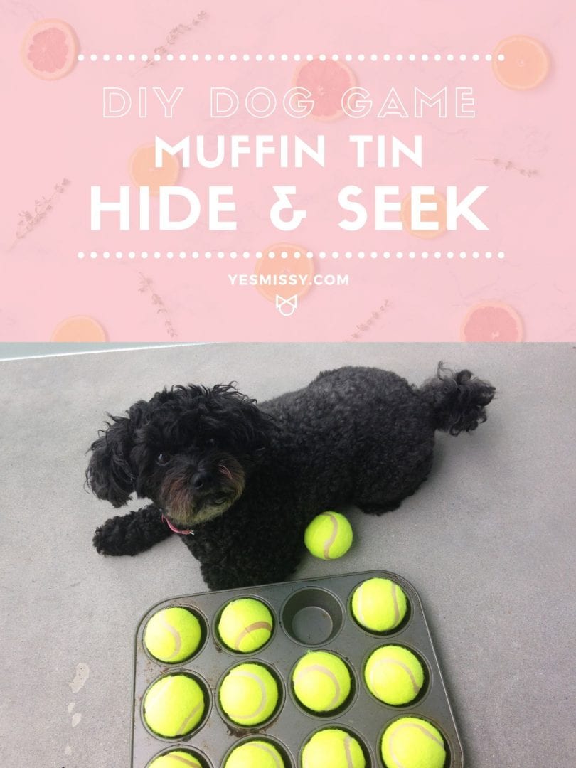 5 DIY Dog Puzzles: Homemade Food Puzzles Your Dog Will Love