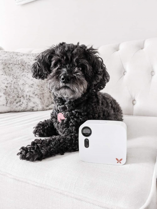 How I Keep an Eye On My Home (and Doggy!)