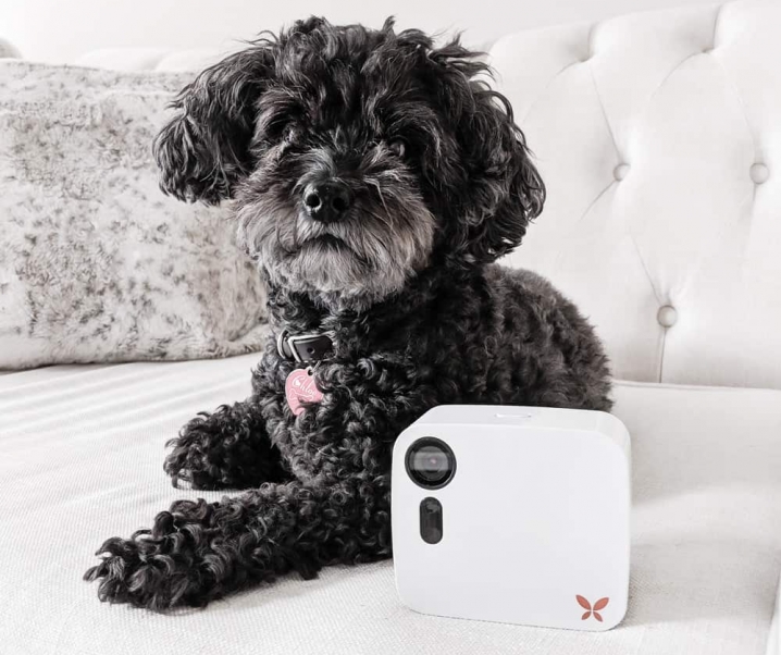How I Keep an Eye On My Home (and Doggy!)