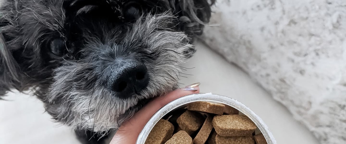 Calming Chews to Manage Stress for Dogs