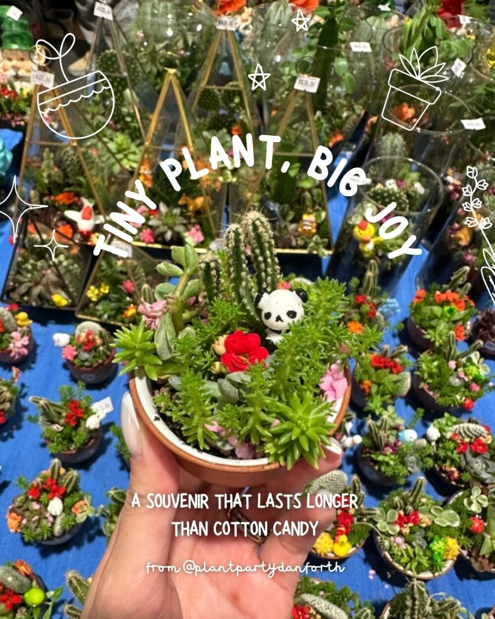 Cute mini succulent arrangement from Plant Party